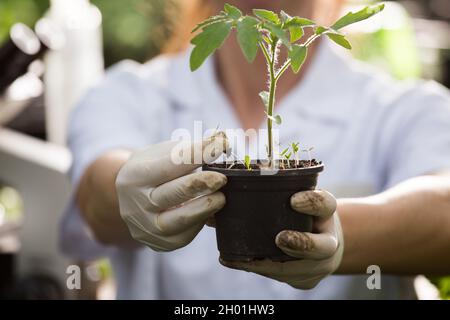 Nahaufnahme des Sämlings in den Händen eines Agronomen mit Handschuhen und weißem Mantel im Gewächshaus mit Mikroskop im Hintergrund. Pflanzenschutz und Produktivität i Stockfoto