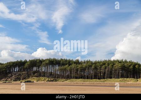 Am Strand von Newborough an der Anglesey-Küste säumen Pinien. Stockfoto