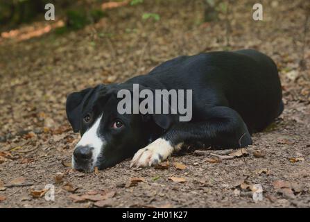 Labrador liegt im Wald Stockfoto