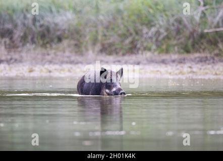 Wildschweine (sus scrofa ferus), die im flachen Wasser wandern. Wildtiere in natürlichem Lebensraum Stockfoto