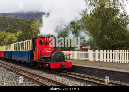 Roter Dampfzug auf der Llanberis Lake Railway nähert sich im Oktober 2021 einer Plattform in Nordwales. Stockfoto