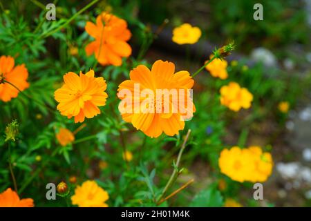 Orangenkosmos (Sulfureus) blüht im Garten Stockfoto