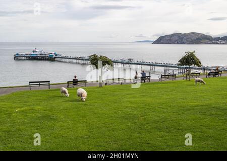 Schafe weiden auf Gras vor dem Llandudno Pier an der Küste von Nordwales, gesehen im Oktober 2021. Stockfoto