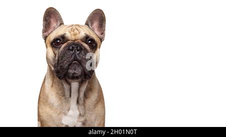 Französisch Bulldog Schuss isoliert vor weißem Hintergrund. Studioaufnahme des Hundes. Stockfoto