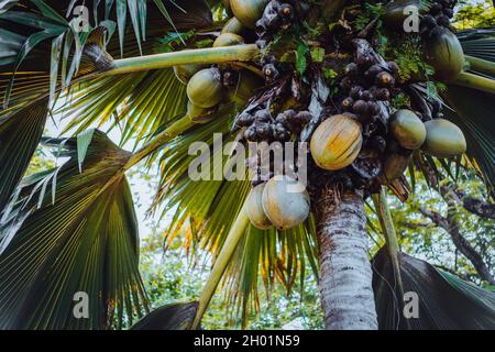 Nahaufnahme von Lodoicea, bekannt als Coco de mer oder doppelte Kokosnuss. Sie ist auf den Inseln Praslin und Curieuse auf den Seychellen endemisch Stockfoto