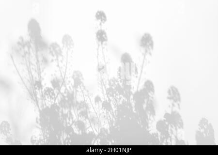 Schatten-Overlay-Effekte für das Branding. Modelle. Szenen mit natürlichem Licht. Hellgrau schattet Gras und Blumen an einer weißen Wand. Banner mit Kopierbereich Stockfoto