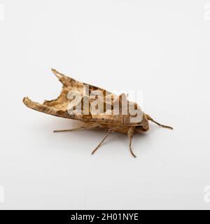 Phlogophora meticulosa, die Angle Shades Moth, auf einem quadratischen, beschnittenen weißen Hintergrund. Stockfoto