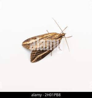 Auf einem quadratischen, weißen Hintergrund beschnitten, befindet sich die Schmollige, die Schmollige. Stockfoto