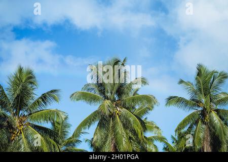 Coconut Cluster auf Palme, schönen frischen Blatt mit Hintergrund blauer Himmel. Tropische Früchte Vegetation Stockfoto