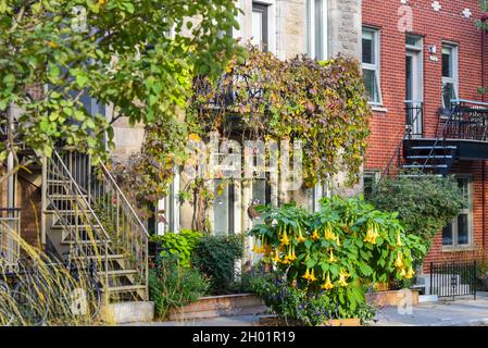 Kleines Wohnhaus mit Blumen vor dem Haus, Plateau Mont Royal, Montreal Kanada Stockfoto