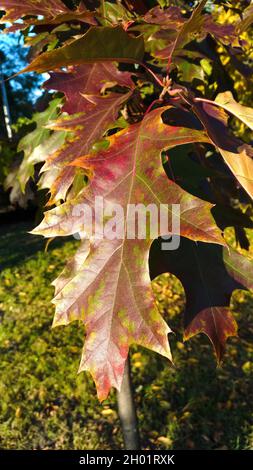 Baumblatt im Herbst spielen Makro, warme Farben Stockfoto