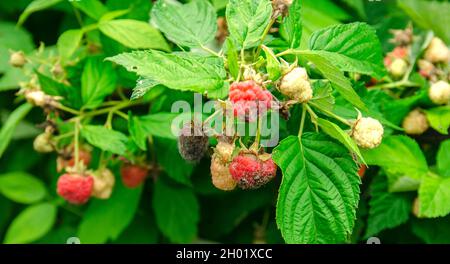 Im Garten wachsen verfaulte, überreife rote Himbeeren. Schlechte Ernte. Verdorbene Beere, Schimmel auf Beeren. Selektiver Fokus Stockfoto