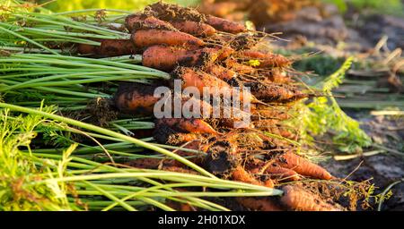 An einem sonnigen Tag liegt ein Haufen frisch gepflückter Karotten auf dem Feld. Geerntetes Bio-Gemüse. Landwirtschaft und Landwirtschaft. Saisonarbeit. Selektiver FOC Stockfoto