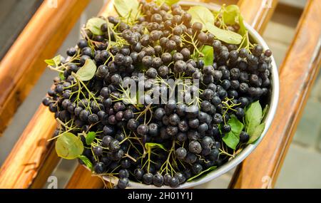 Frisch geerntete Apfelbeere auf einem Teller. Aronia ist eine Gattung von Laubsträuchern. Apfelbeeren. Selektiver Fokus Stockfoto