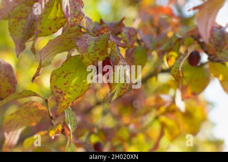 Cornus Mas oder gewöhnlicher roter Dogwood. Herbstbeeren auf den Ästen eines Strauches. Natürlicher, heller Hintergrund mit Bokeh-Kopierbereich. Ernte im Herbst Stockfoto