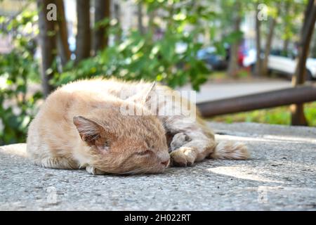 Eine obdachlose rote Katze schläft auf der Straße. Stockfoto