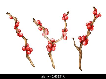 Weihnachtliche Zierzweige mit roten Beeren. Aquarell-Illustration von Holly, Ilex-Urlaubsdekor isoliert auf weißem Hintergrund. Von Hand gezeichnet. Stockfoto