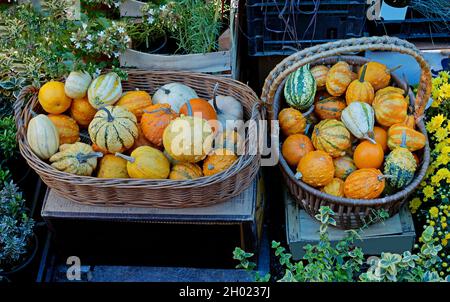 Kleine dekorative bunte Kürbisse in Rattankörben draußen am Marktstand Stockfoto