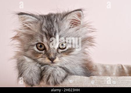 Nahaufnahme eines kleinen grauen Kätzchens, das in einem Korb auf beigem Hintergrund liegt. Niedliches kleines Kätzchen schaut auf die Kamera Stockfoto
