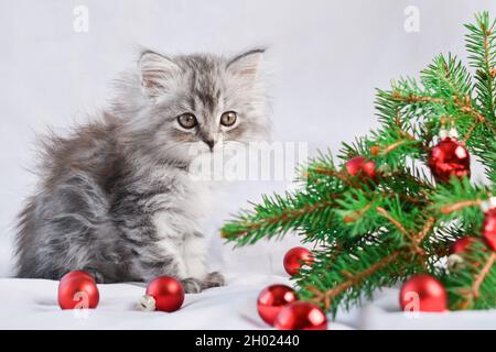 Ein niedliches kleines Kätzchen sitzt neben einem Zweig eines Weihnachtsbaums mit roten Glaskugeln Spielzeug. Stockfoto