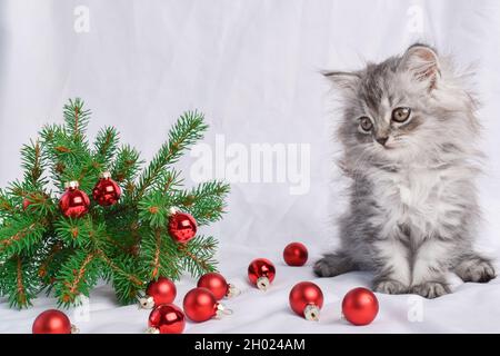 Ein trauriges kleines Kätzchen sitzt neben einem Zweig eines Weihnachtsbaums mit Spielzeug aus roten Glaskugeln. Weihnachtskarte mit einer Katze. Stockfoto