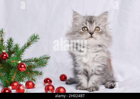 Ein niedliches kleines Kätzchen sitzt neben einem Zweig eines Weihnachtsbaums mit roten Glaskugeln Spielzeug. Weihnachtskarte mit einer Katze. Stockfoto
