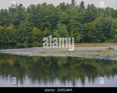 Lake Wintergreen mit dem Spiegelbild der Bäume im West Rock State Park, New Haven, New Haven County, Connecticut Stockfoto