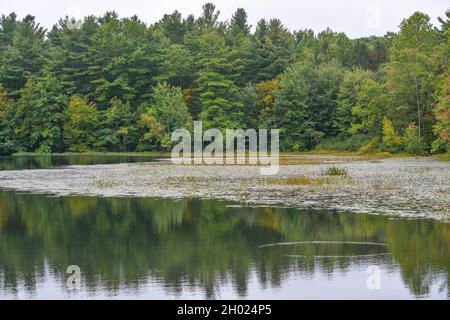 Lake Wintergreen mit dem Spiegelbild der Bäume im West Rock State Park, New Haven, New Haven County, Connecticut Stockfoto