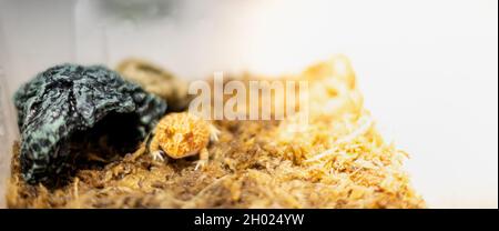 Sein argentinischer gehörnter Frosch oder Pac-man-Frosch ist die häufigste Art von gehörnem Frosch. Stockfoto