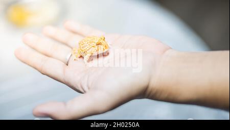 Sein argentinischer gehörnter Frosch oder Pac-man-Frosch ist die häufigste Art von gehörnem Frosch. Es sitzt auf ihrer Hand Besitzer. Stockfoto