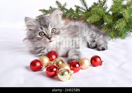 Eine süße kleine schottische Katze sitzt neben roten Glaskugeln. Eine Postkarte für das neue Jahr und Weihnachten mit einer Katze Stockfoto