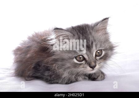 Ein niedliches kleines graues Kätzchen schläft auf weißem Hintergrund. Stockfoto