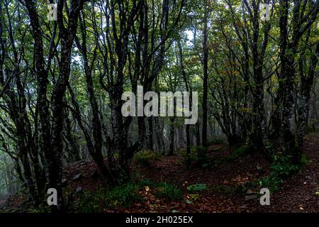 Wanderweg in den Vogesen bei Geishouse, Frankreich Stockfoto