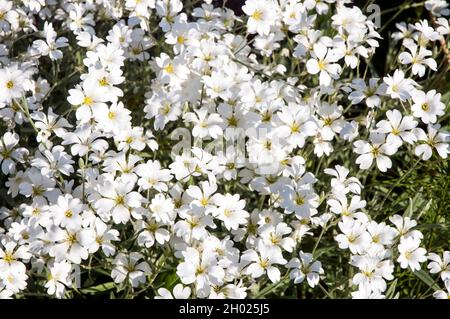 Nahaufnahme von Cerastium tomentosum in Blüte im Sommer eine niedrig wachsende Bodendecke voll winterhart immergrüne krautige Staude auch Schnee im Sommer genannt Stockfoto