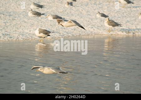 Viele Möwen sitzen und stehen in der Abenddämmerung auf Salzinseln im Teich A15 im Alviso Marina County Park, Teil des Don Edwards National Wildlife Refuge Stockfoto