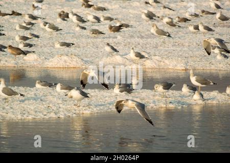 Viele Möwen sitzen und stehen in der Abenddämmerung auf Salzinseln im Teich A15 im Alviso Marina County Park, Teil des Don Edwards National Wildlife Refuge Stockfoto