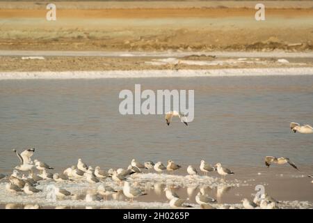 Viele Möwen sitzen und stehen in der Abenddämmerung auf Salzinseln im Teich A15 im Alviso Marina County Park, Teil des Don Edwards National Wildlife Refuge Stockfoto