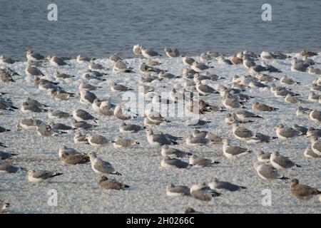 Viele Möwen sitzen und stehen in der Abenddämmerung auf Salzinseln im Teich A15 im Alviso Marina County Park, Teil des Don Edwards National Wildlife Refuge Stockfoto