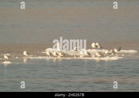 Viele Möwen sitzen und stehen in der Abenddämmerung auf Salzinseln im Teich A15 im Alviso Marina County Park, Teil des Don Edwards National Wildlife Refuge Stockfoto