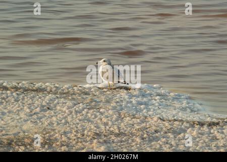 Viele Möwen sitzen und stehen in der Abenddämmerung auf Salzinseln im Teich A15 im Alviso Marina County Park, Teil des Don Edwards National Wildlife Refuge Stockfoto