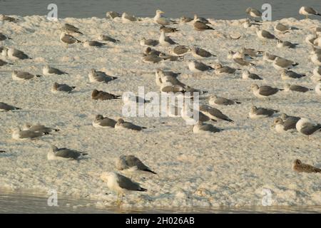 Viele Möwen sitzen und stehen in der Abenddämmerung auf Salzinseln im Teich A15 im Alviso Marina County Park, Teil des Don Edwards National Wildlife Refuge Stockfoto