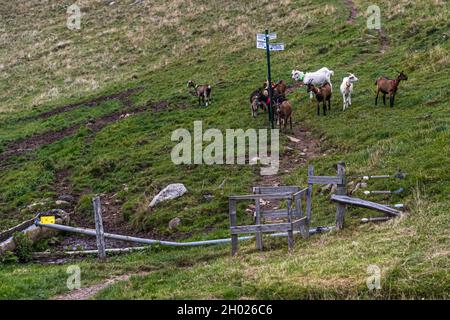 Ziegen an einer Schranke mit Wanderschild in den Vogesen bei Sondernach, Frankreich Stockfoto