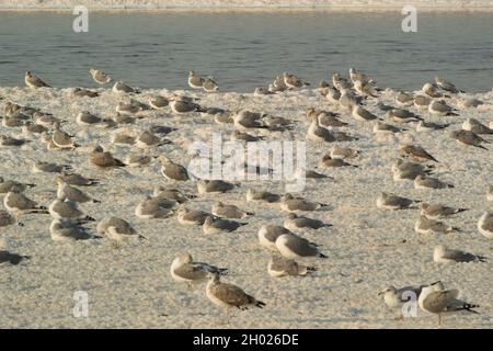 Viele Möwen sitzen und stehen in der Abenddämmerung auf Salzinseln im Teich A15 im Alviso Marina County Park, Teil des Don Edwards National Wildlife Refuge Stockfoto