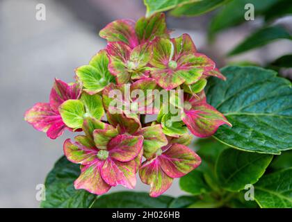 Schöne lebendige Blumen von Hydrangea, Sorte 'Glam Rock' Stockfoto
