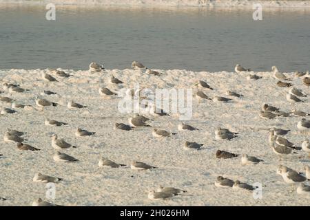 Viele Möwen sitzen und stehen in der Abenddämmerung auf Salzinseln im Teich A15 im Alviso Marina County Park, Teil des Don Edwards National Wildlife Refuge Stockfoto