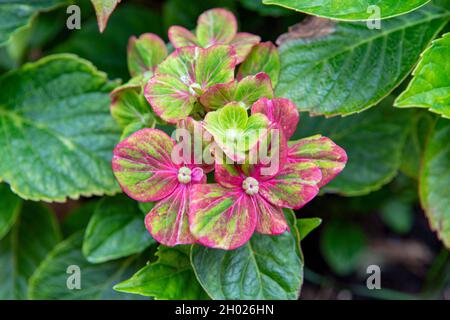 Schöne lebendige Blumen von Hydrangea, Sorte 'Glam Rock' Stockfoto