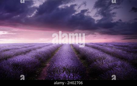 Ein wunderschönes lila blühendes Lavendelfeld im Sommer in der Abenddämmerung. Blumenfeld Landschaft landschaftlich reizvoll in Großbritannien. Stockfoto