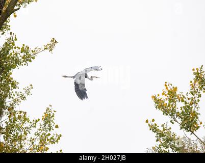 Großer Blaureiher, der zwischen Bäumen fliegt Stockfoto