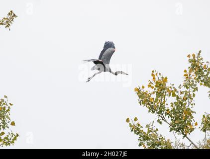 Großer Blaureiher, der zwischen Bäumen fliegt Stockfoto