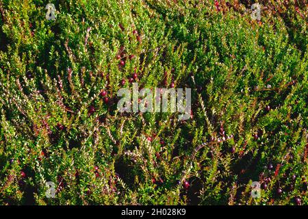 Reife Cranberries (Vaccinium oxyococcos) auf dem Busch, die bereit sind, in Pitt Meadows, B. C., Kanada, geerntet zu werden. Stockfoto